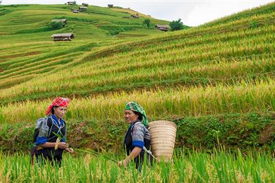 Sapa & Mu Cang Chai Trekking Tour 5 days 4 nights
